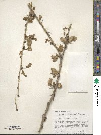 Berberis amurensis image