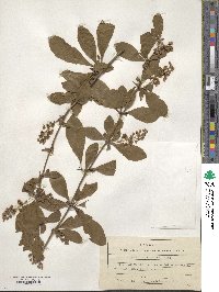 Berberis amurensis image