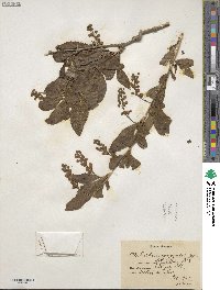 Berberis amurensis image