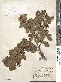 Berberis amurensis image