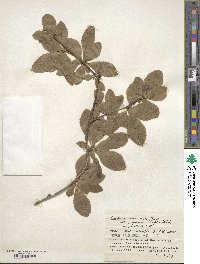 Berberis amurensis var. japonica image