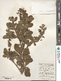 Berberis amurensis image