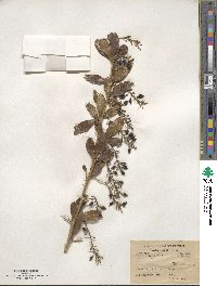 Berberis aristata image