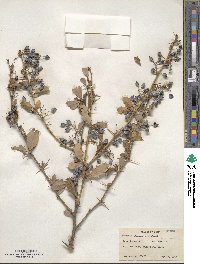 Berberis asiatica image