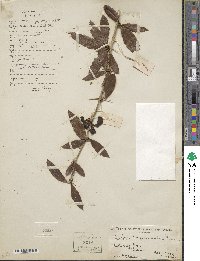 Berberis bergmanniae image