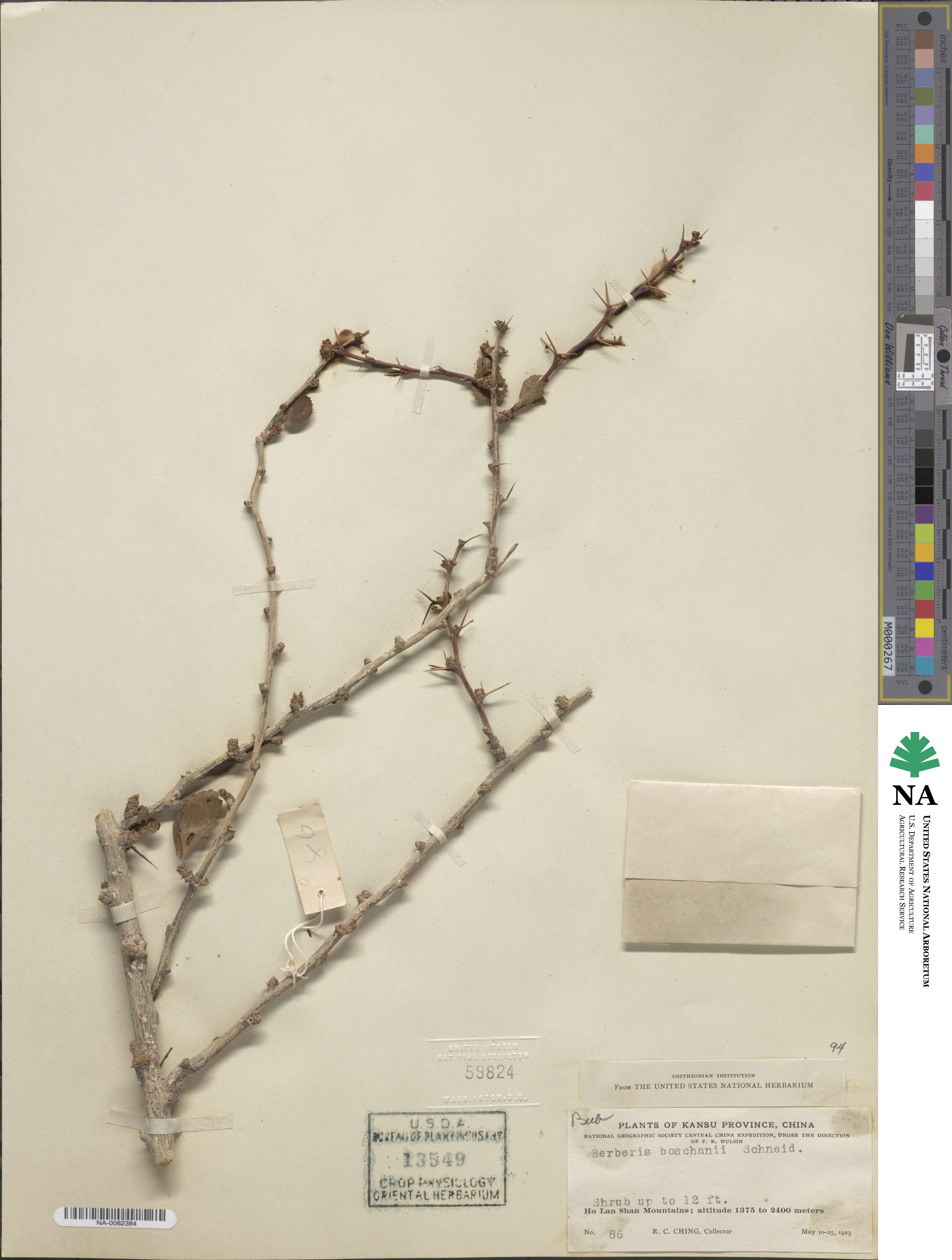 Berberis boschanii image