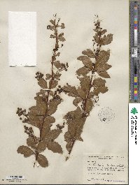 Berberis chitria image