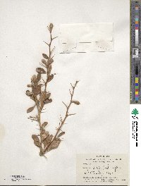 Berberis chitria image