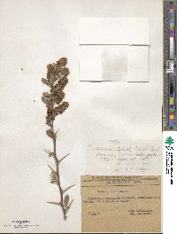 Image of Berberis crataegina