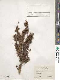 Berberis cretica image