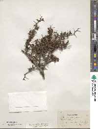 Berberis cretica image