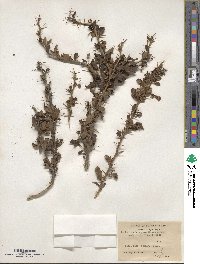 Berberis kunawurensis image