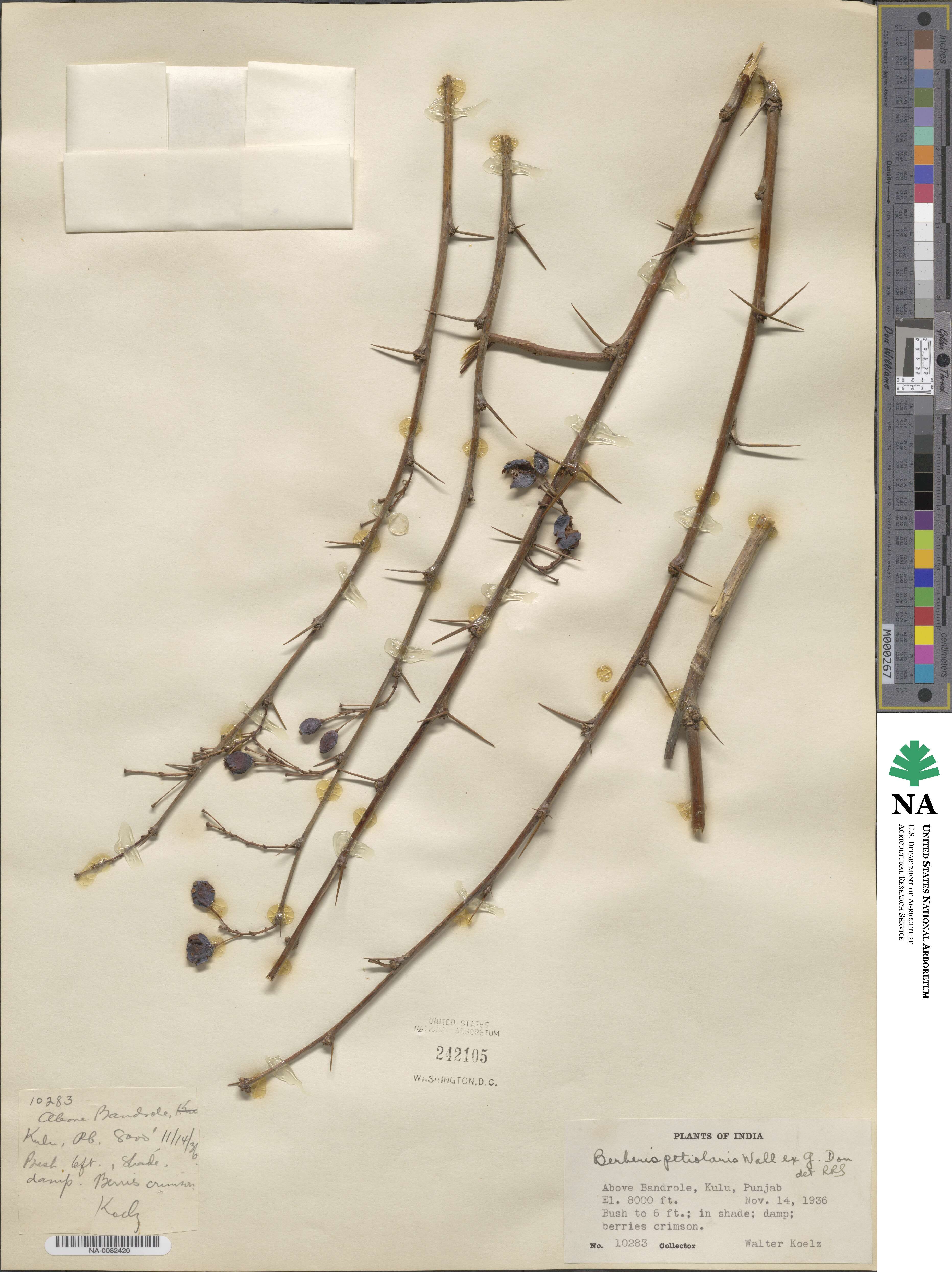 Berberis petiolaris image