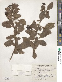 Berberis petiolaris image