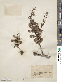 Berberis silva-taroucana image