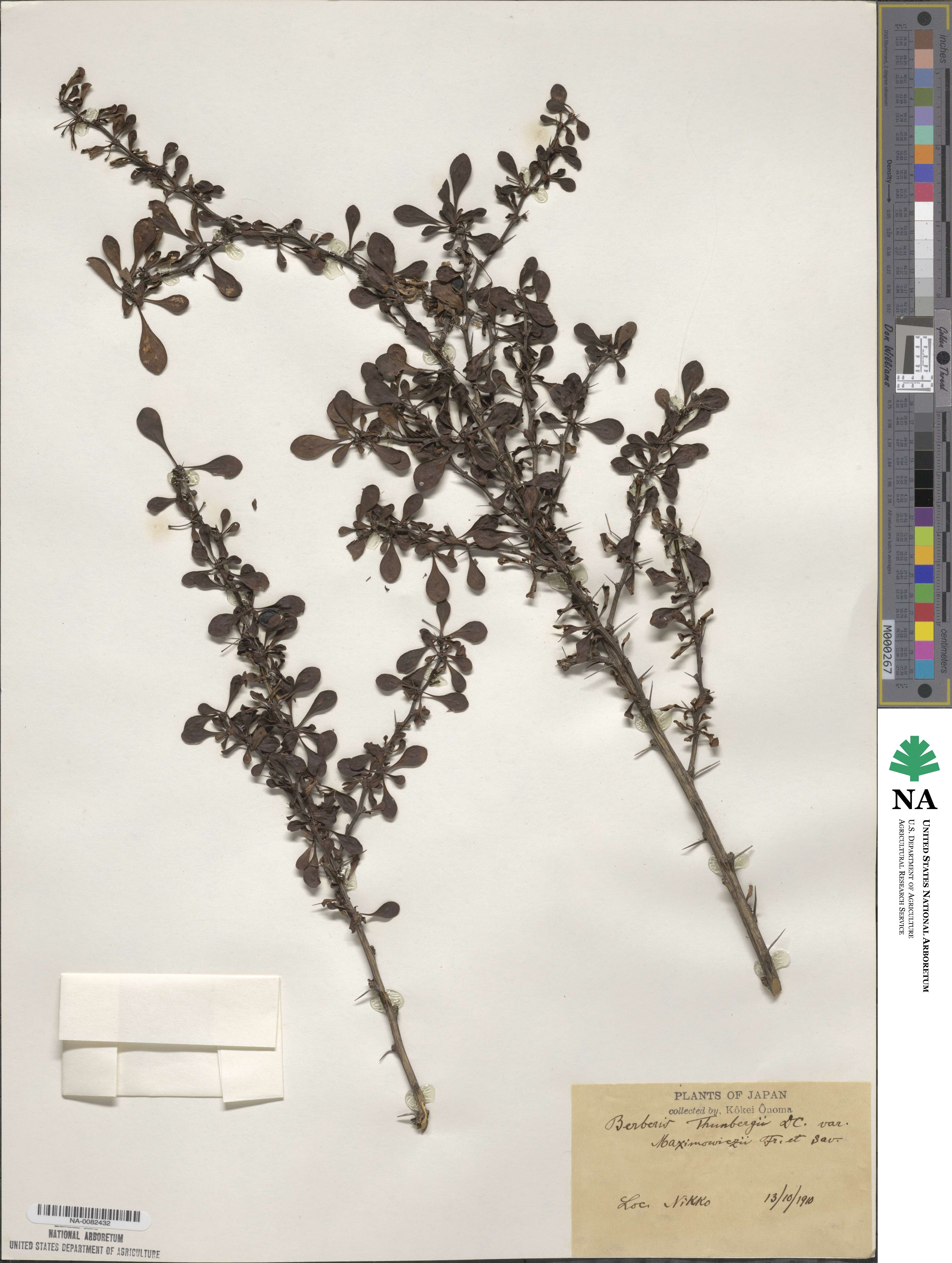 Berberis thunbergii var. maximowiczii image