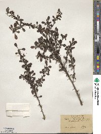 Berberis thunbergii image