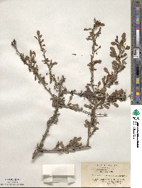 Berberis thunbergii image