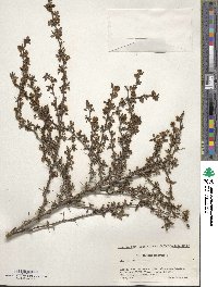 Berberis thunbergii image