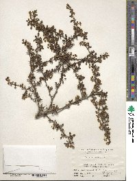 Berberis thunbergii image