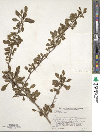 Berberis thunbergii image