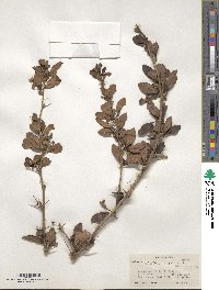 Berberis tinctoria image