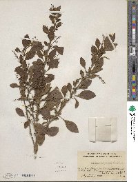 Berberis virgetorum image