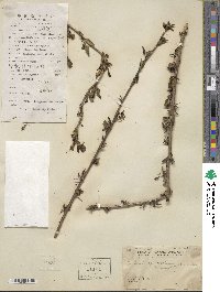 Berberis virgetorum image