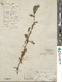 Berberis virgetorum image