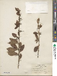 Berberis virgetorum image