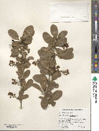 Berberis vulgaris image