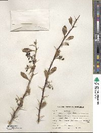 Berberis vulgaris image