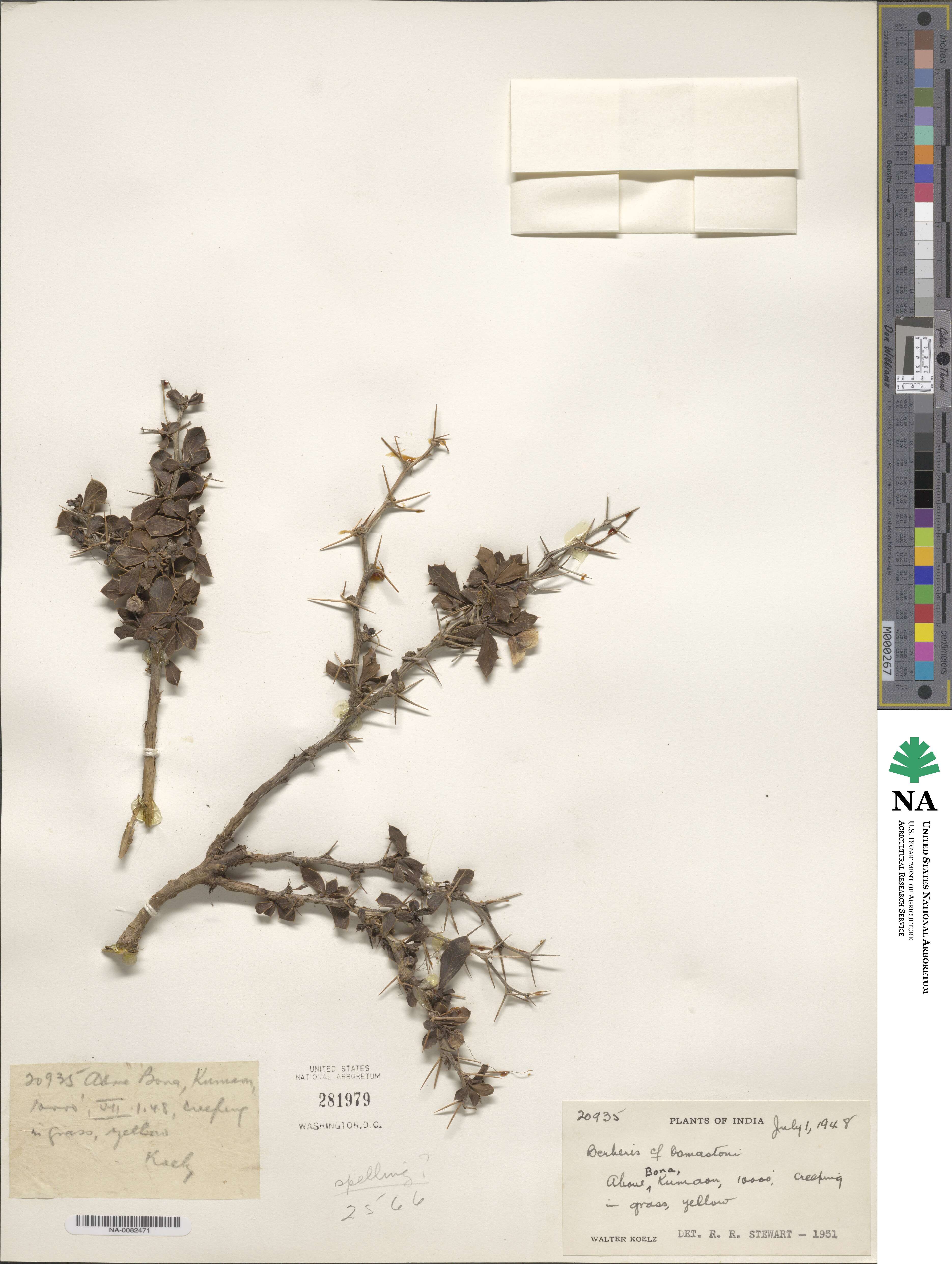 Berberis osmastonii image