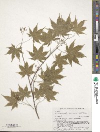 Acer palmatum var. amoenum image