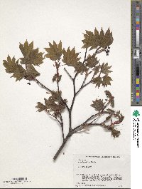 Acer japonicum image