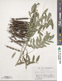 Sophora flavescens image