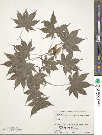 Acer palmatum var. amoenum image