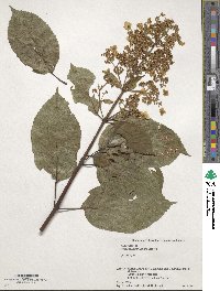 Hydrangea paniculata image