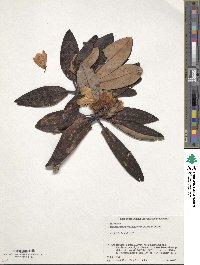 Rhododendron brachycarpum image