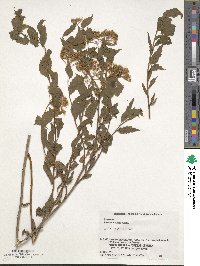 Spiraea miyabei image