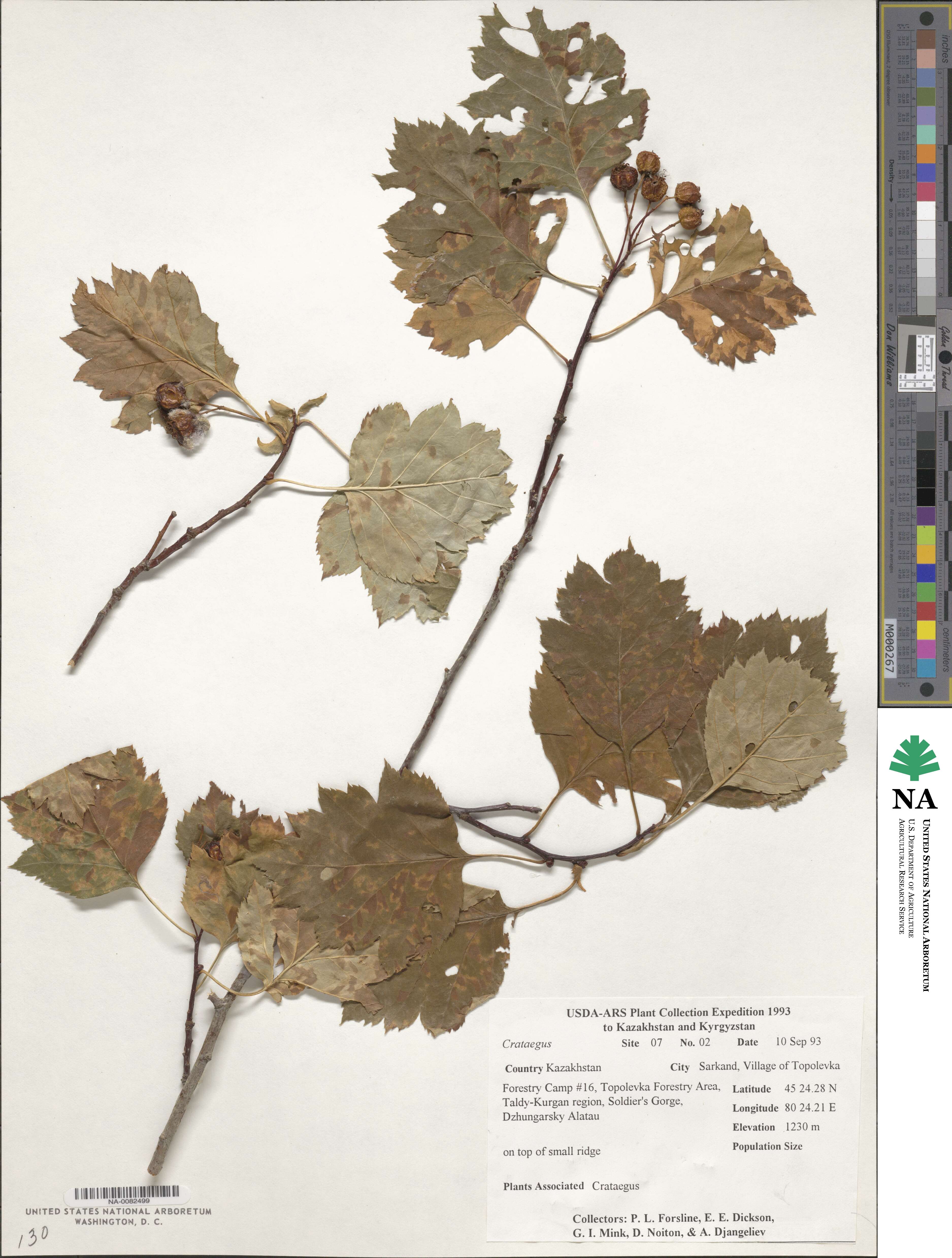 Crataegus image