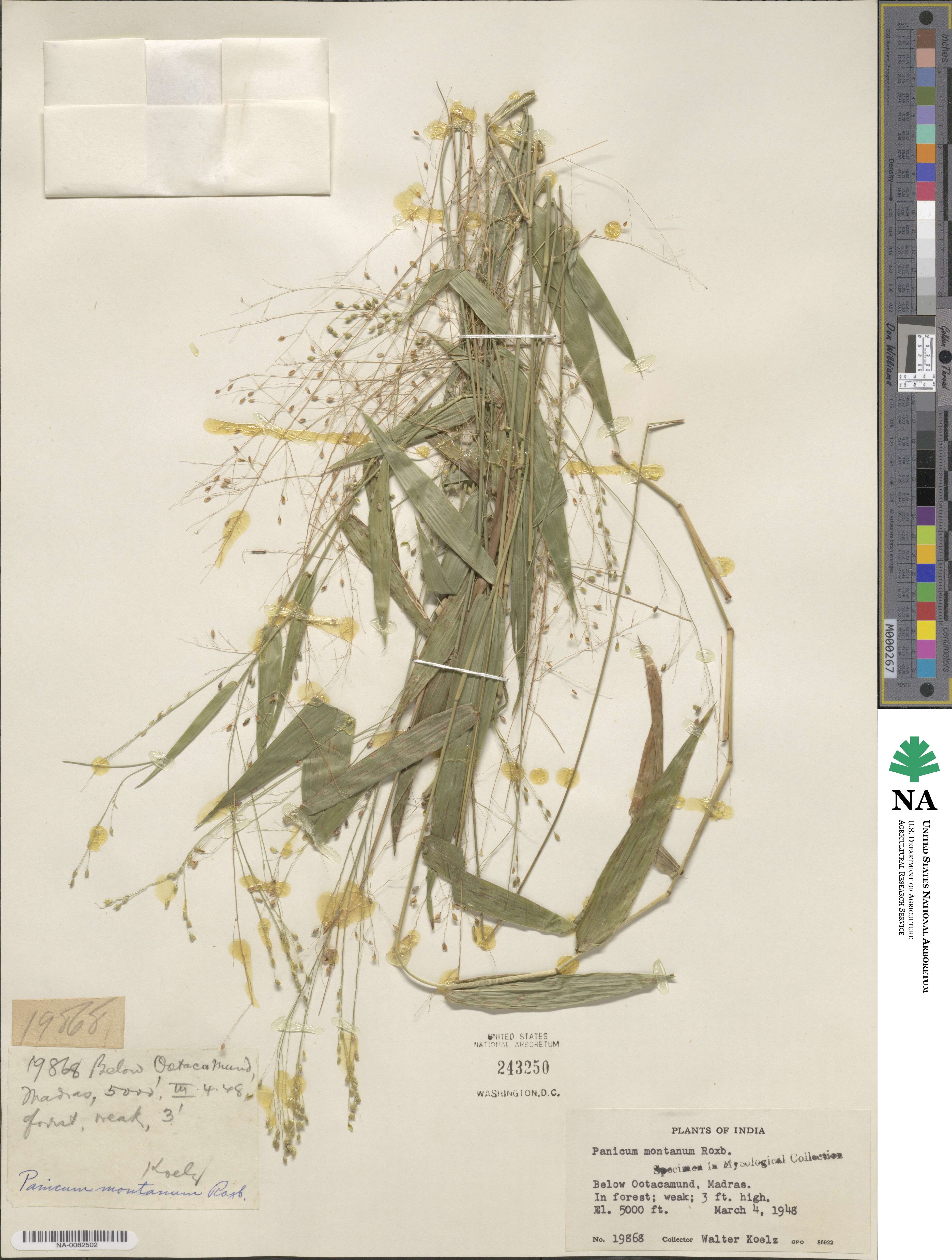 Panicum notatum image