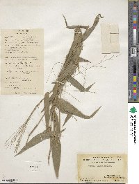 Panicum notatum image