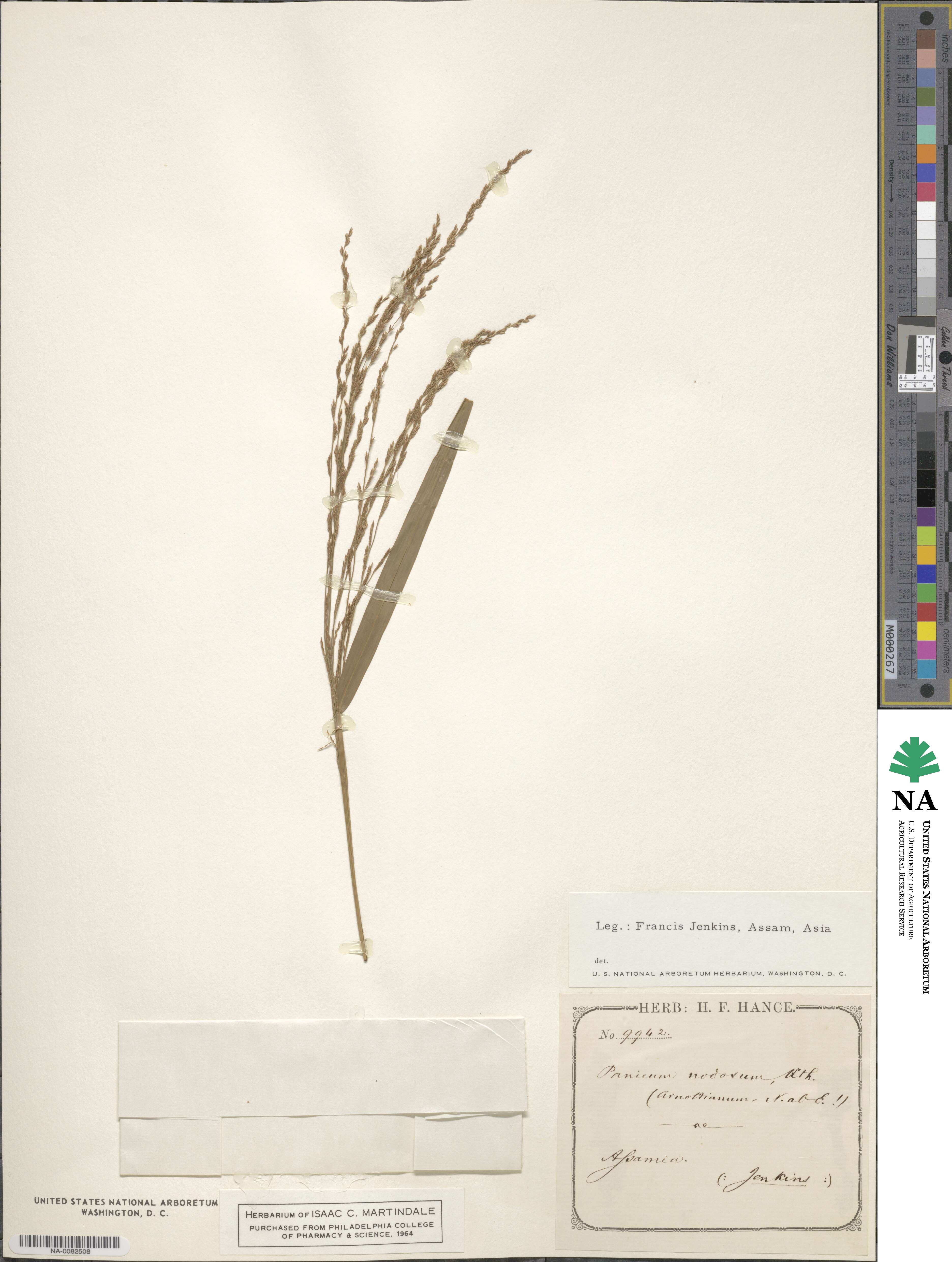 Panicum nodosum image