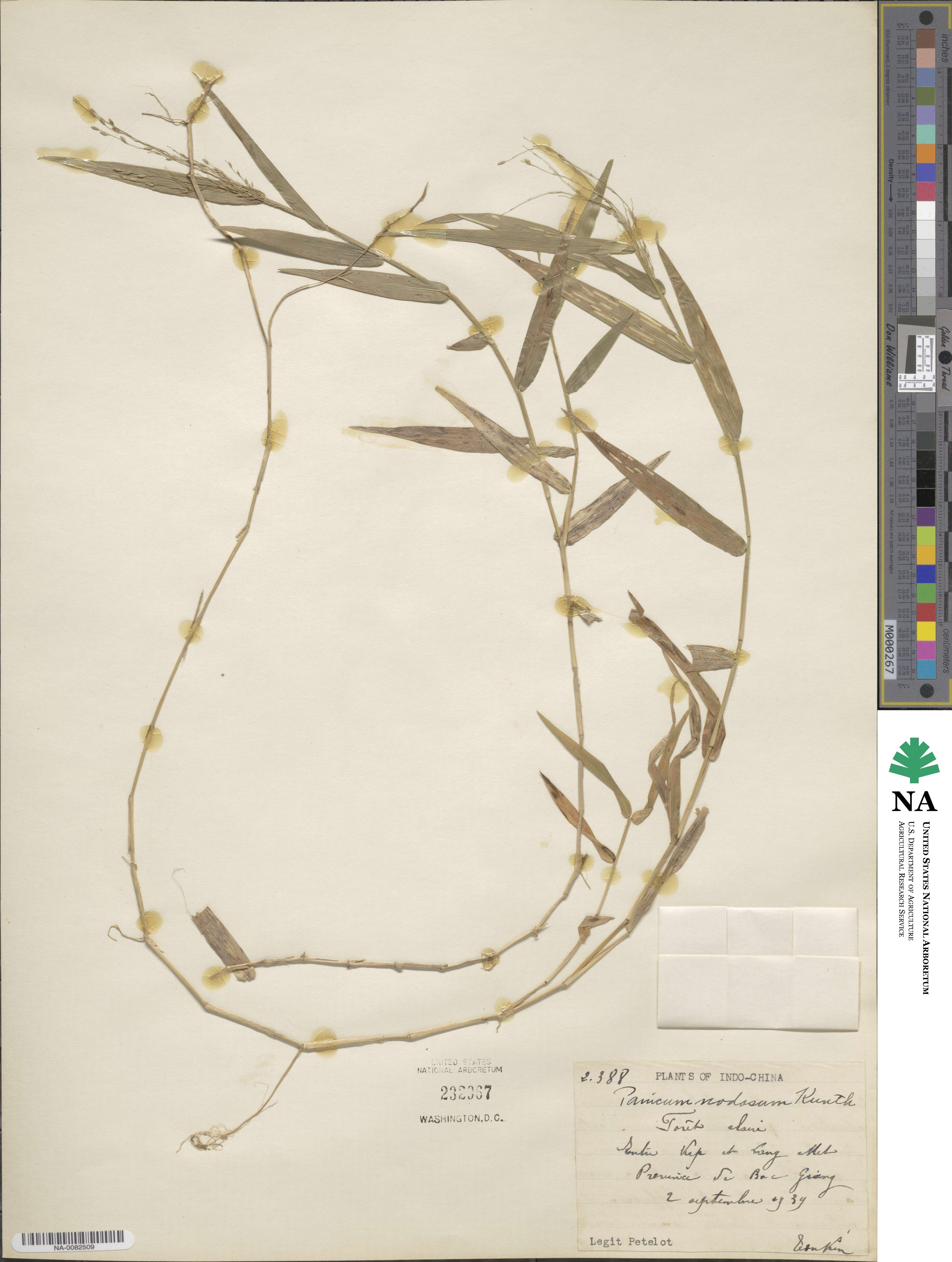 Panicum nodosum image