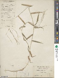 Panicum nodosum image