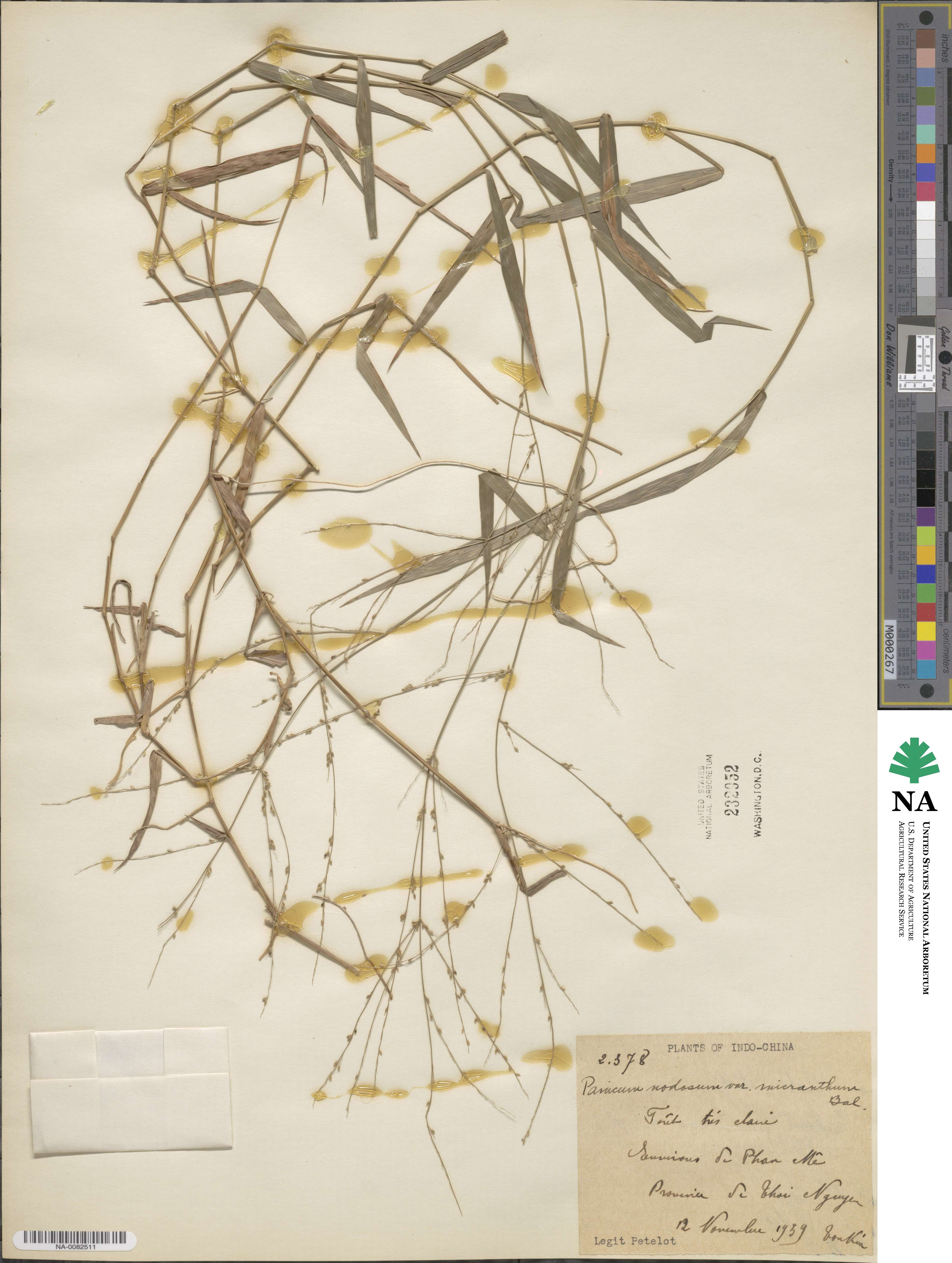 Ottochloa nodosa image