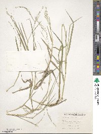 Panicum dichotomiflorum image