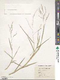 Panicum dichotomiflorum image