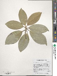 Magnolia grandiflora image